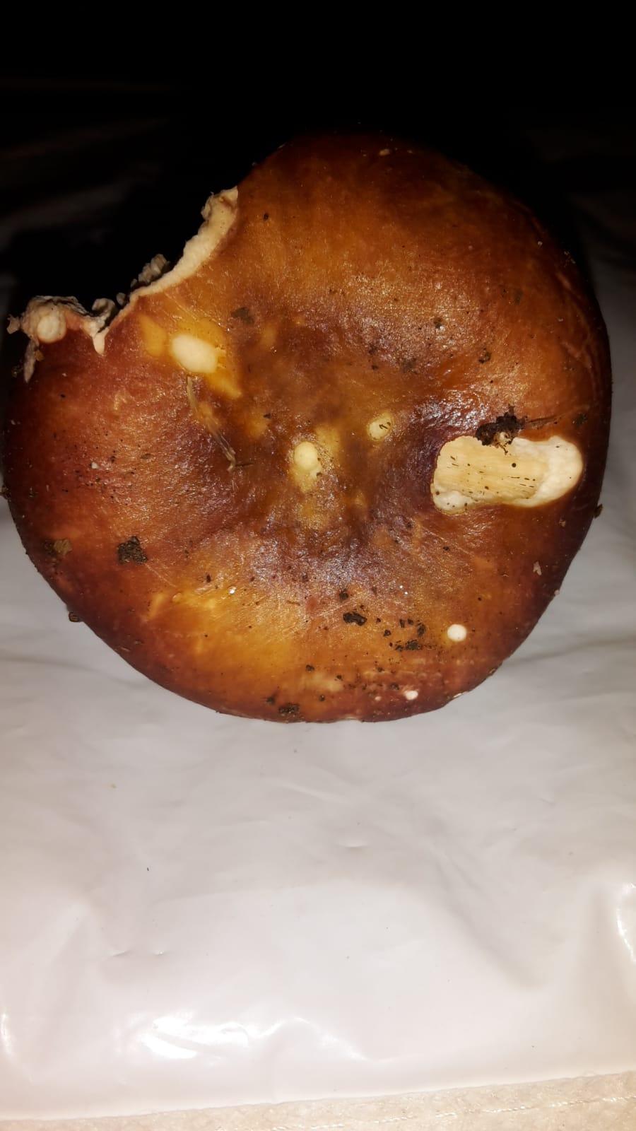 Russula ignota insidiosa